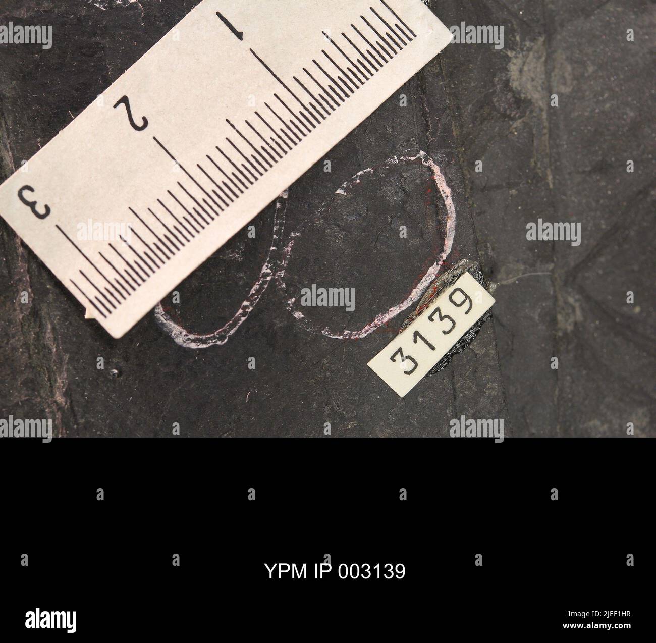 Hexapoda. IPB.00594: North Carolina. Rockingham County. Insektenschicht, Einheit b, Zyklus CB1-2, Steinbruch CB1-2-D, 1000 Fuß über der Basis des oberen Mitglieds der Cow Branch, Hauptbruch der soLITE Corporation, .5 km nördlich von Fitzgerald und .5 km von WSW von Leaksville Junction, VA. [CB1-2-D]. Coll: Olsen, P. E., Broumbaugh, R. Jun 1975. Späte Trias. Dan River Grp. Kuhzweig Fm.; Stockfoto