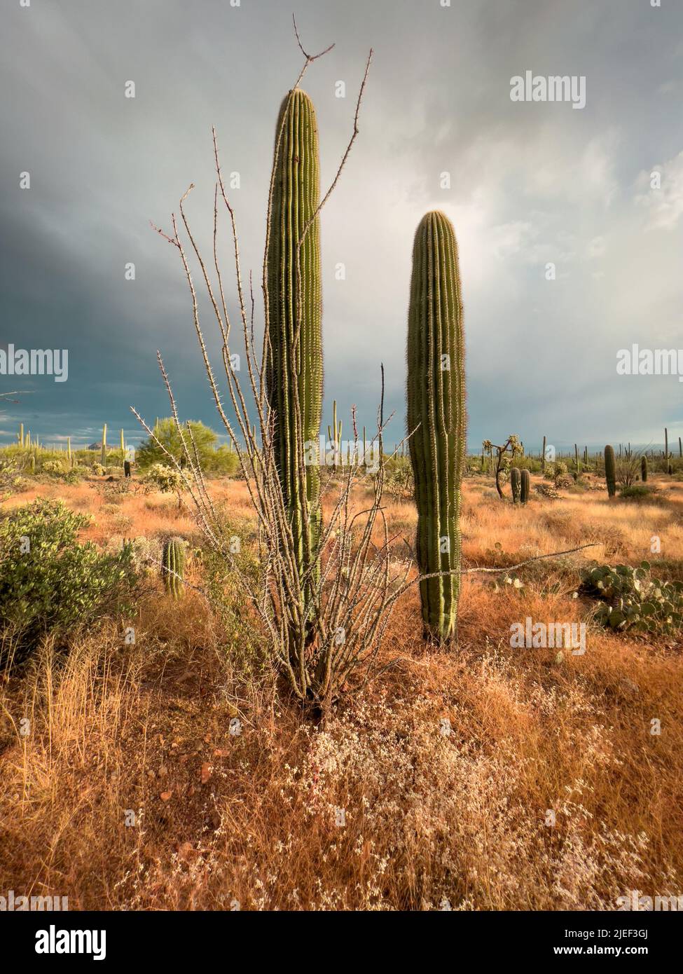 Zwei saguaro-Kakteen in trockener, trockener Arizona-Landschaft Stockfoto