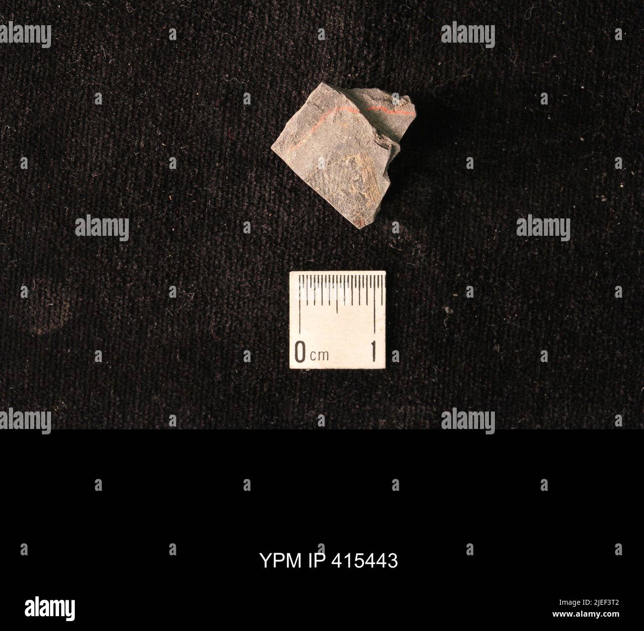 Deltopecten sp. Stockfoto