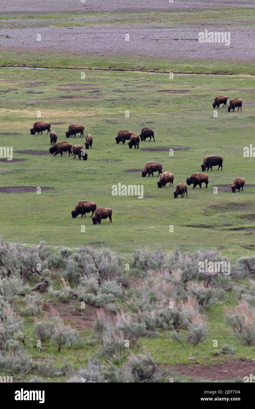 Bison Herd, Bison Bison, Beweidung im Lamar Valley des Yellowstone NP, WY, USA. 5/22 vor dem Parken geschlossen. Stockfoto