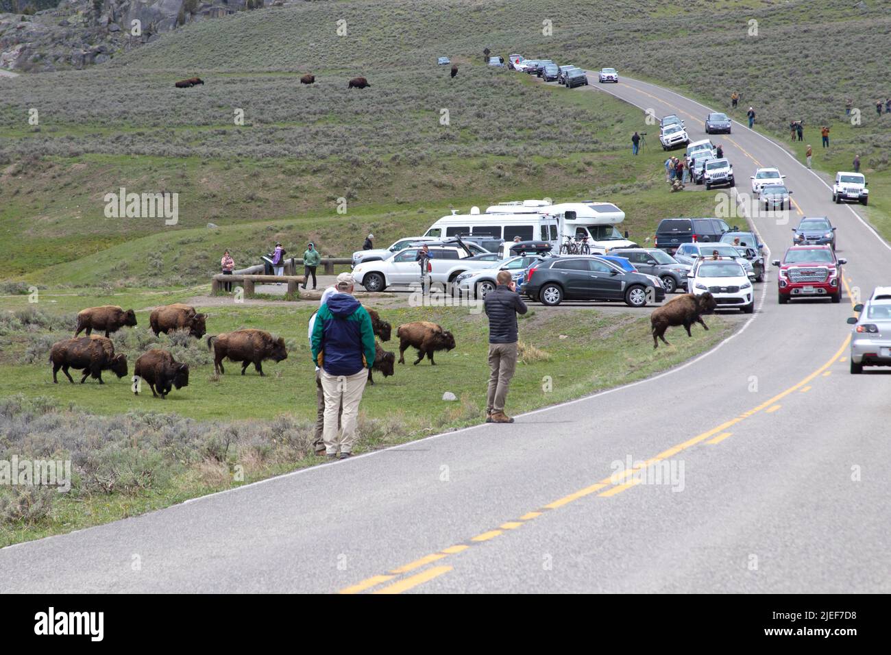 Die Bisonherde bewegt sich durch einen verstopften „Bärenstau“ aus Autos und Fotografen im Lamar Valley des Yellowstone NP, WY, USA. Stockfoto