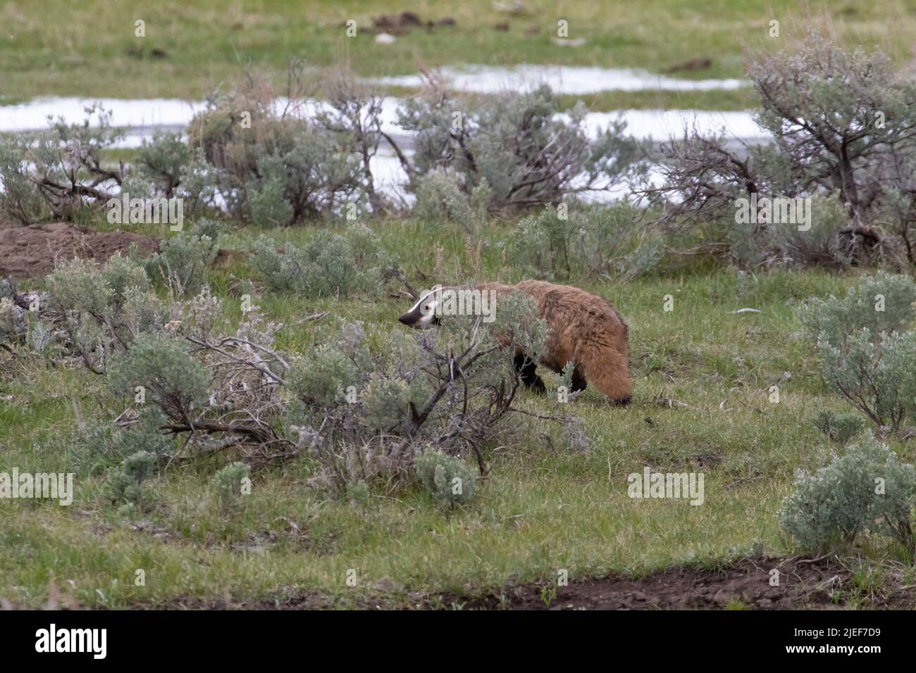 Ein erwachsener Dachs, Taxidea Taxus, bewegt sich durch eine Sageburst-Wohnung im Lamar Valley des Yellowstone NP, WY, USA Stockfoto