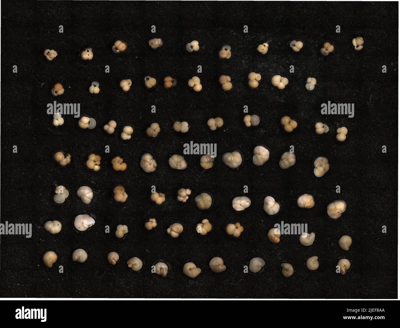 Globigerinella siphonifera (d'Orbigny, 1839). Stockfoto