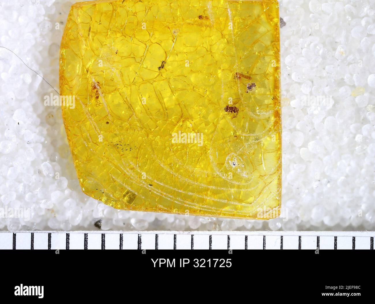 Chaoboridae Fotos und Bildmaterial in hoher Auflösung Alamy