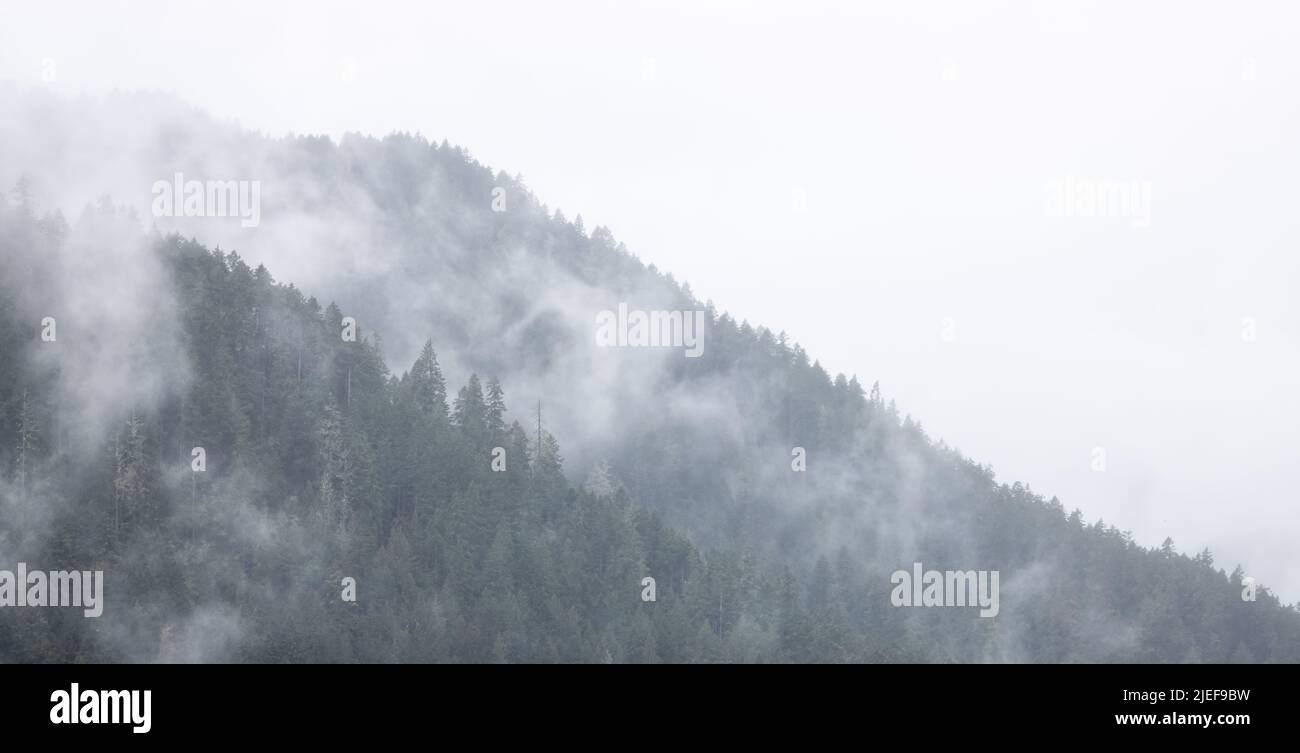 Grüne immergrüne Bäume in einem Wald auf einem Berg, der von Wolken und Nebel bedeckt ist. Stockfoto