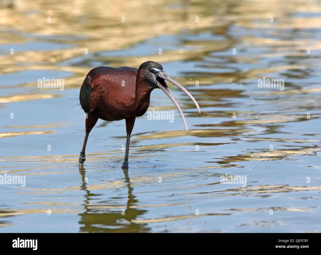Glänzender Ibis-Schnabel Stockfoto