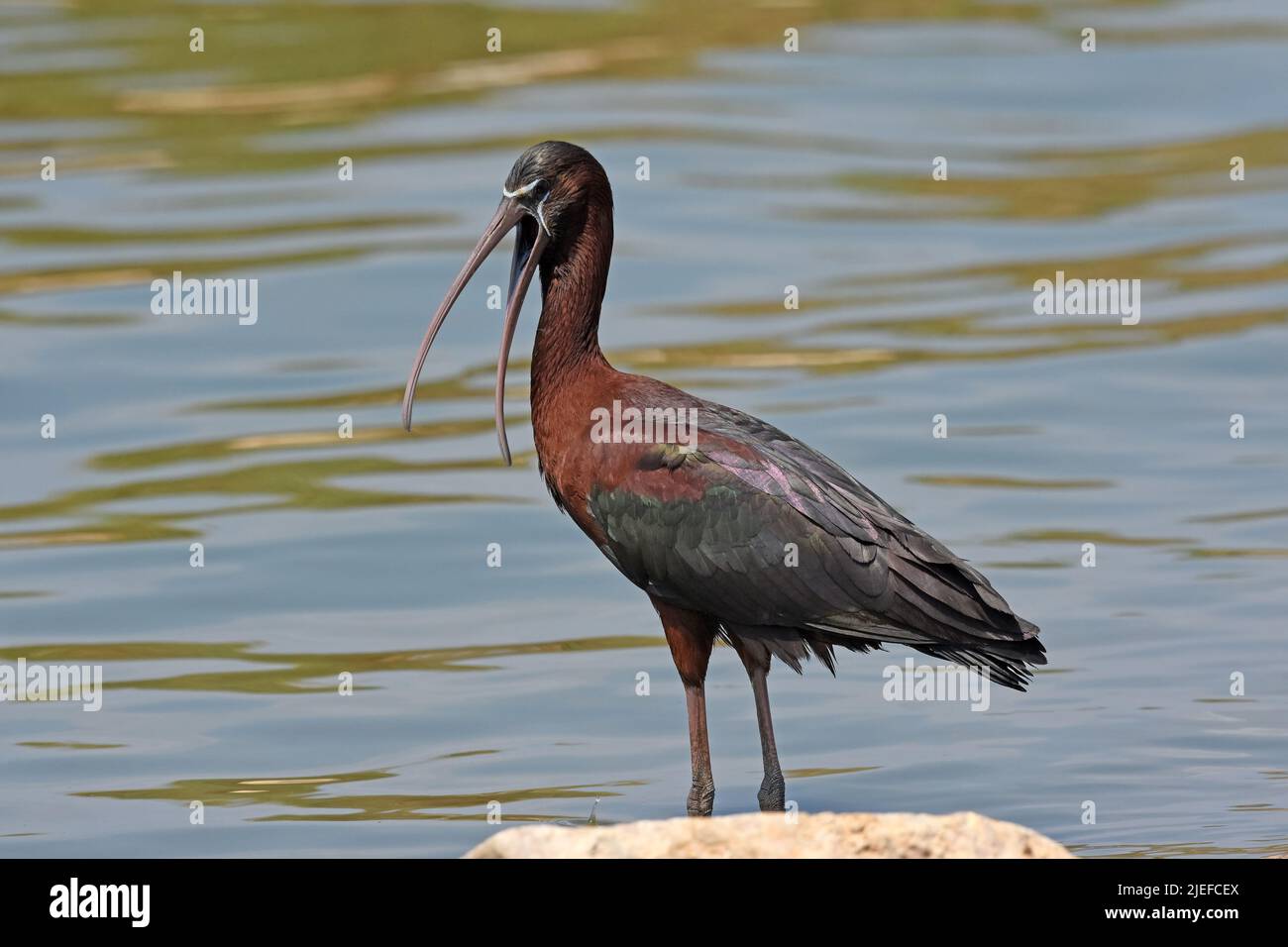 Glänzender Ibis-Schnabel Stockfoto