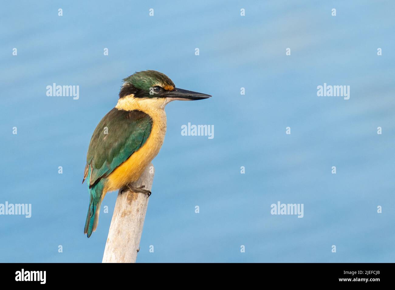 Schönes Neuseeland- oder heiliges Eisvögel-Porträt Stockfoto