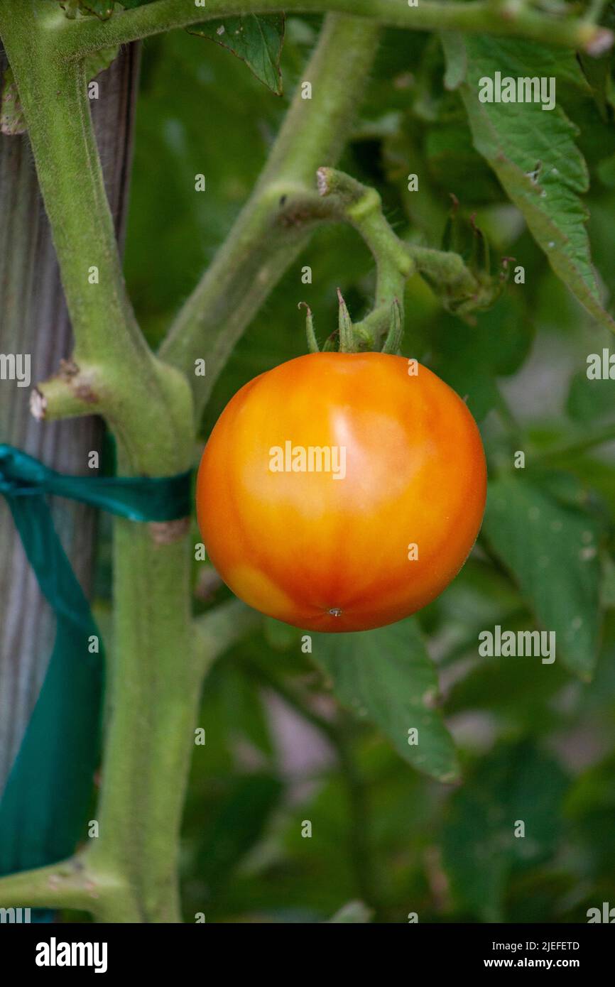 Tomaten im Garten. Stockfoto