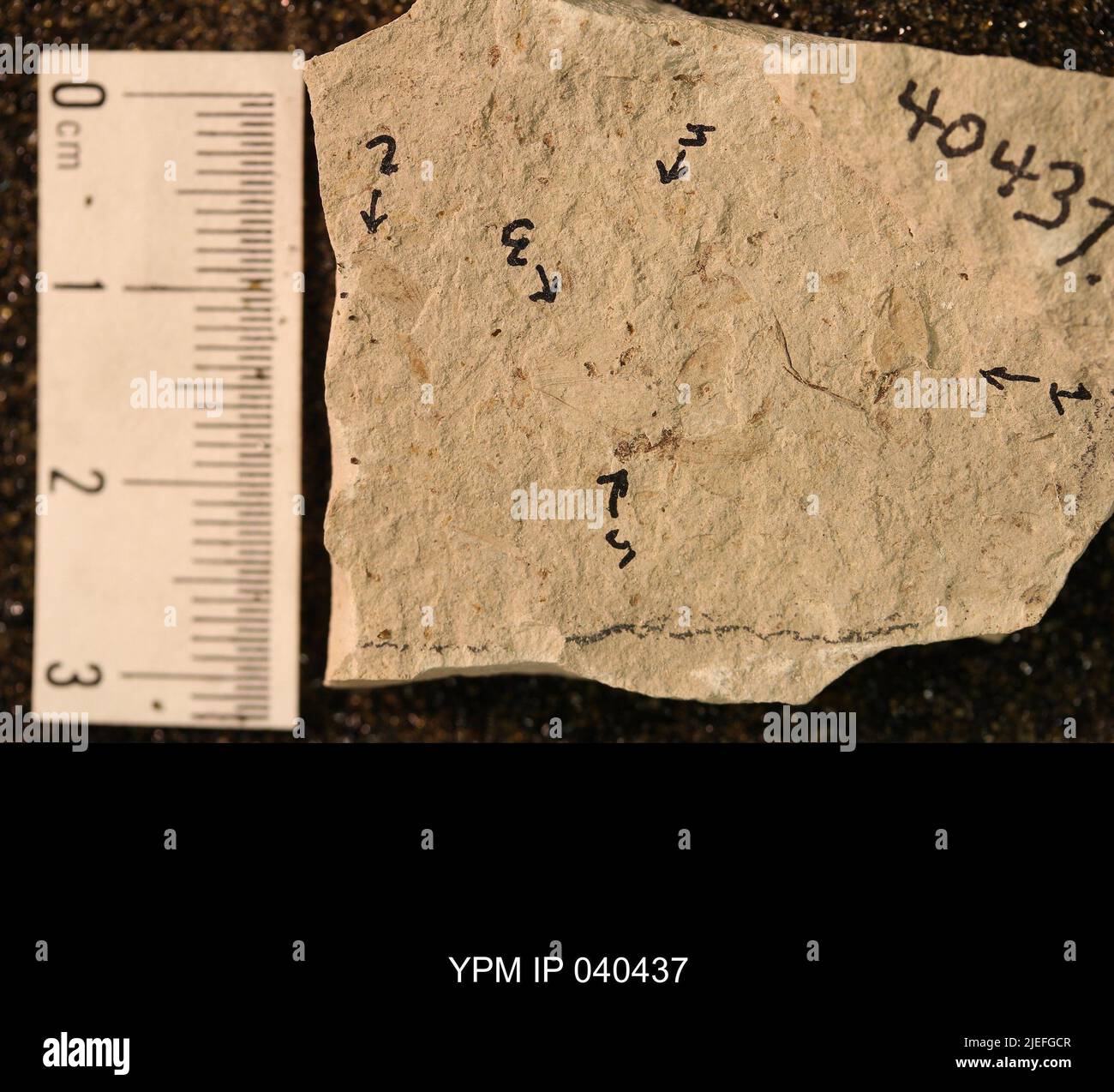 Blattaria. Stockfoto