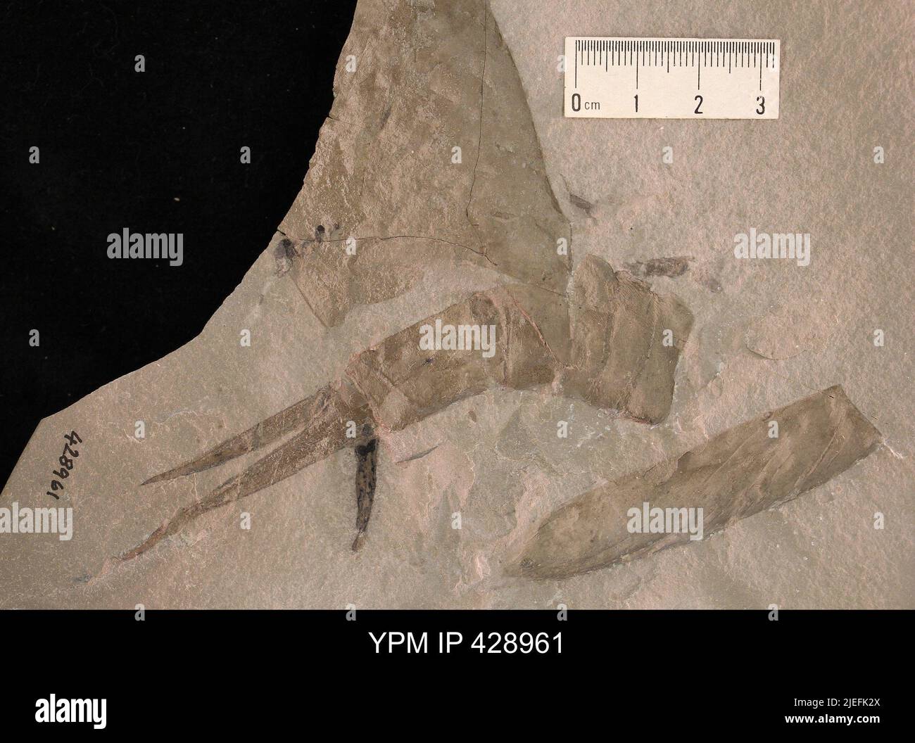 Ceratiocaris sp. Stockfoto