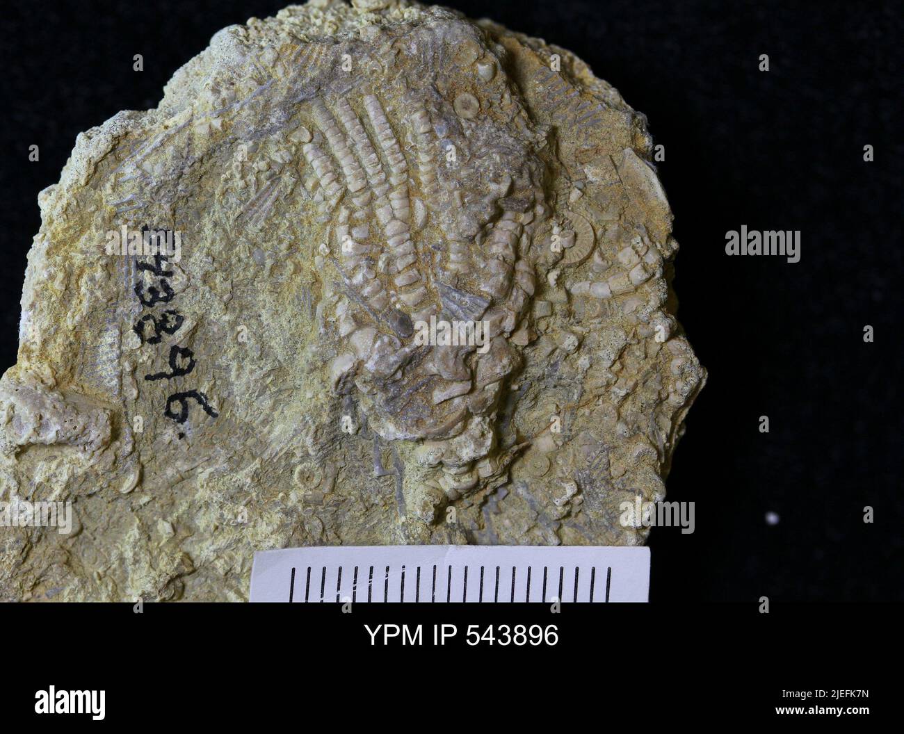 Undet crinoidea animalia Fotos und Bildmaterial in hoher Auflösung