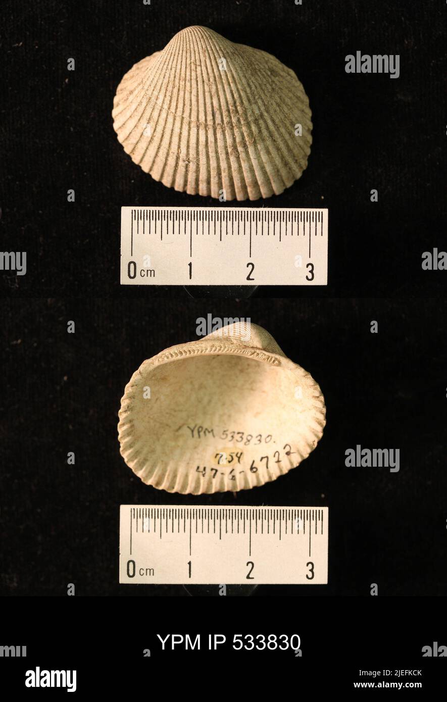 Arca transversa sagen. Stockfoto