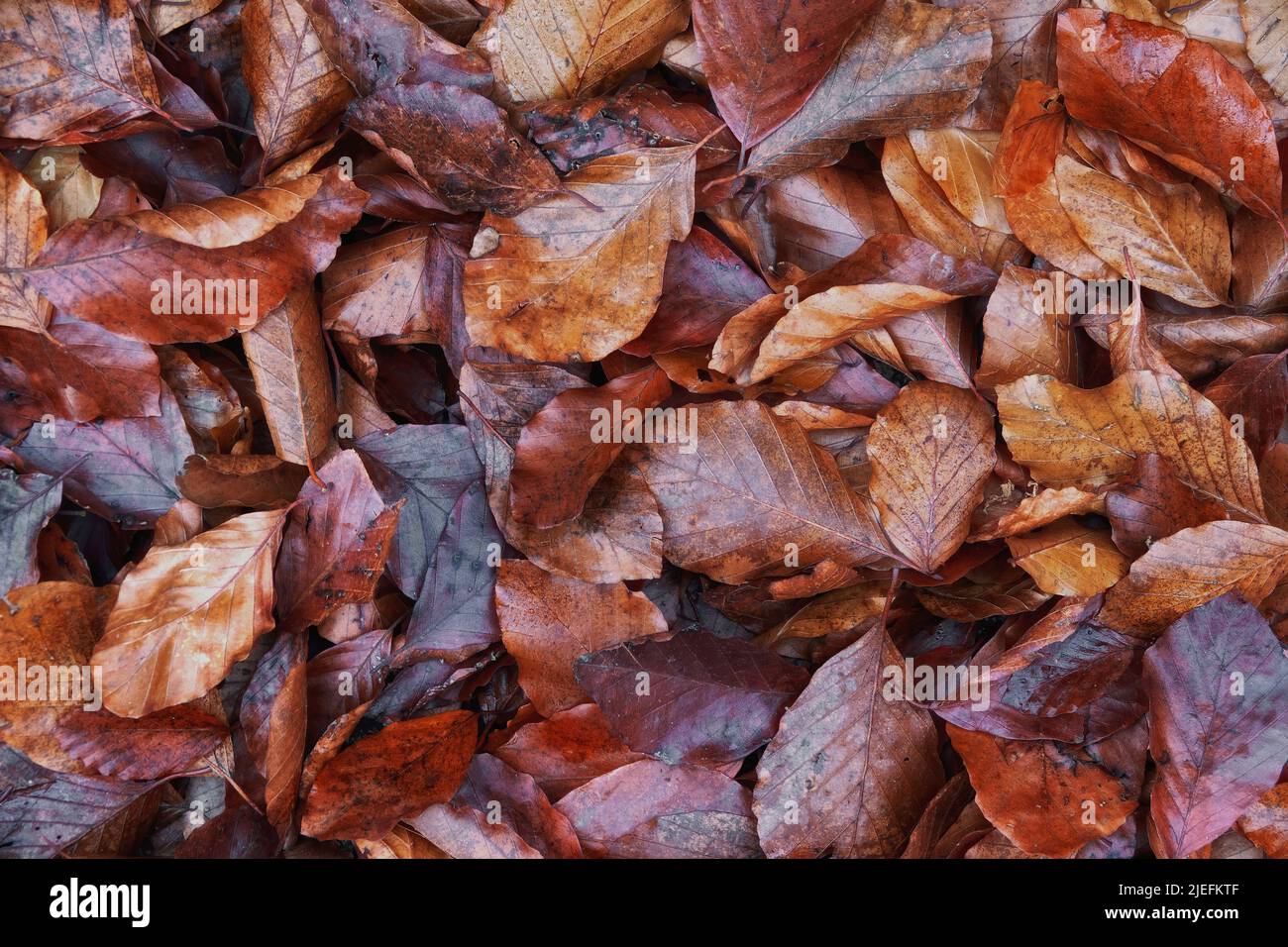 Vollrahmen-Hintergrund mit Buchenblättern im Herbst Stockfoto