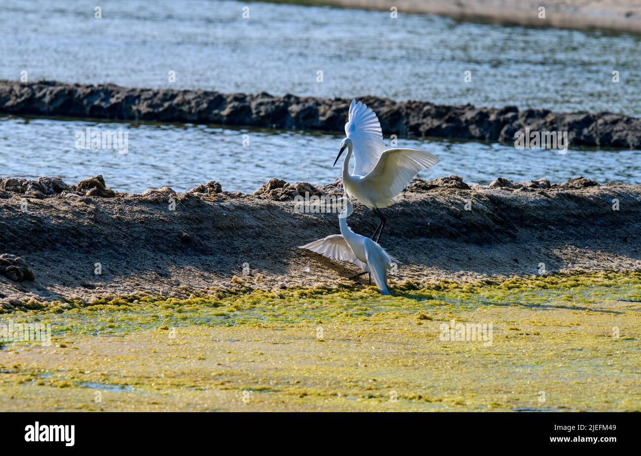 Große weiße Reiher fliegen und kämpfen, Eine wunderschön erhellende Aufnahme von Leben lebte weitgehend auf dem Flügel und Wasser!! Stockfoto