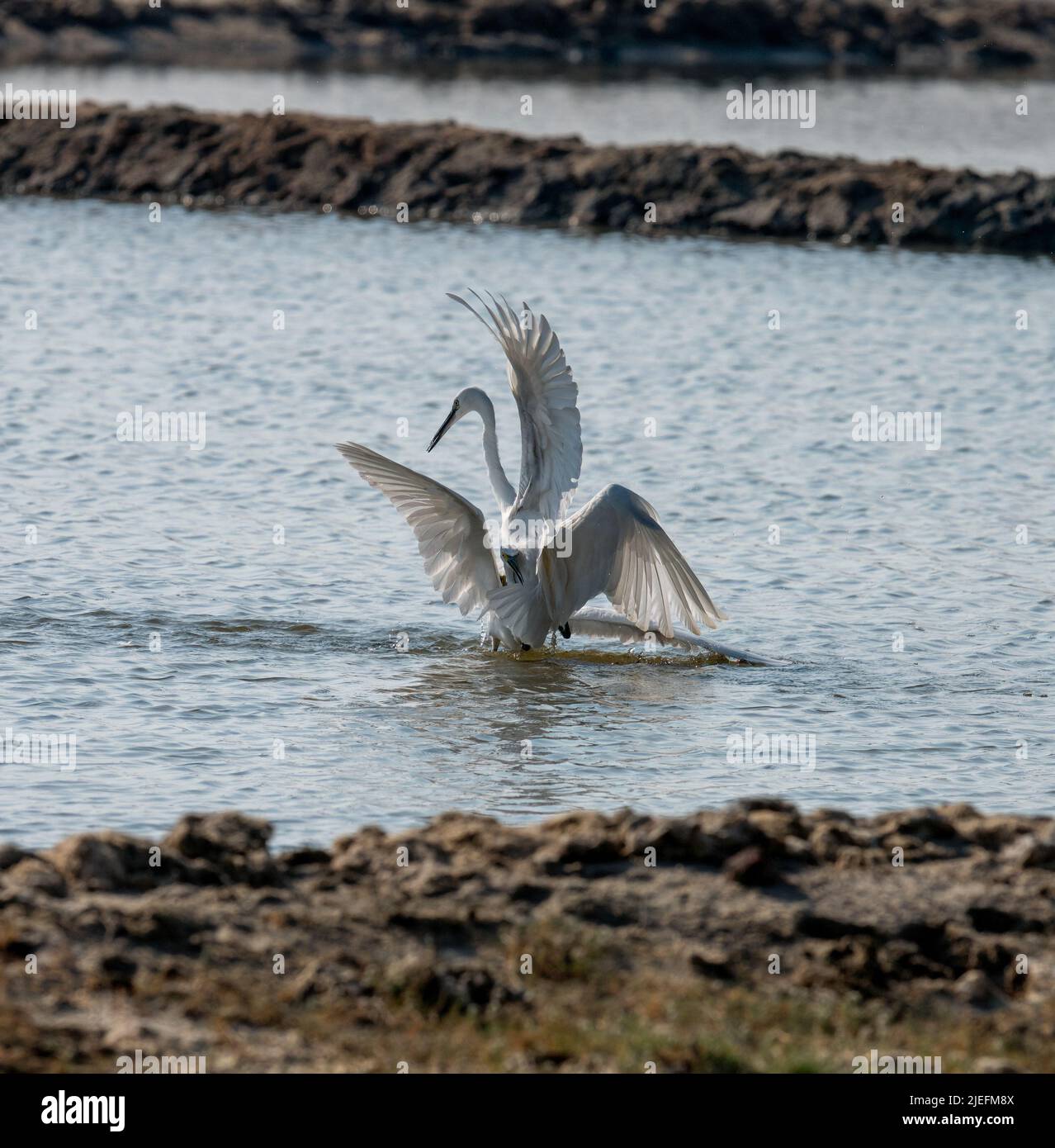 Große weiße Reiher fliegen und kämpfen, Eine wunderschön erhellende Aufnahme von Leben lebte weitgehend auf dem Flügel und Wasser!! Stockfoto