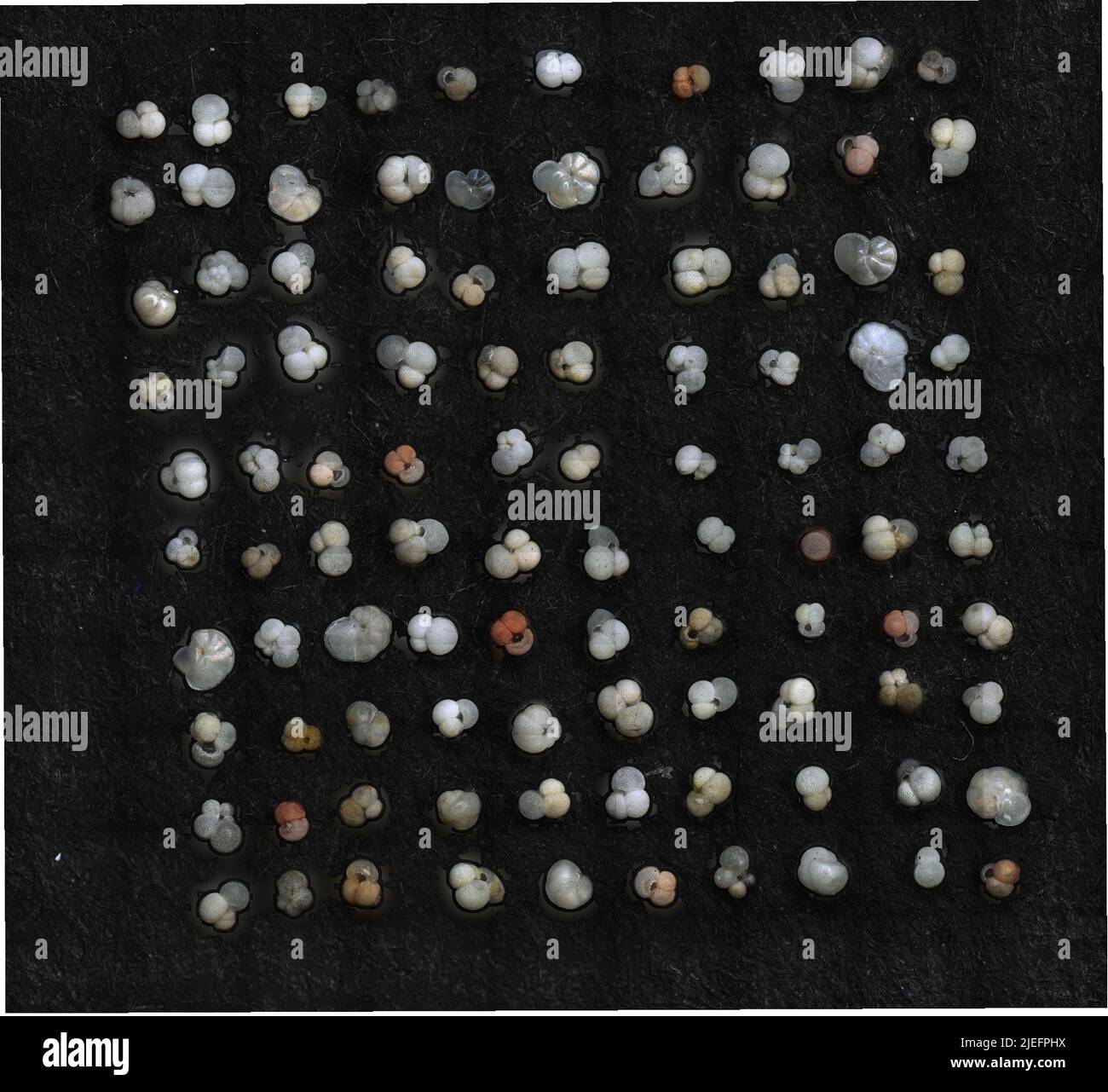 Globorotalia menardii (d'Orbigny, 1826). Stockfoto