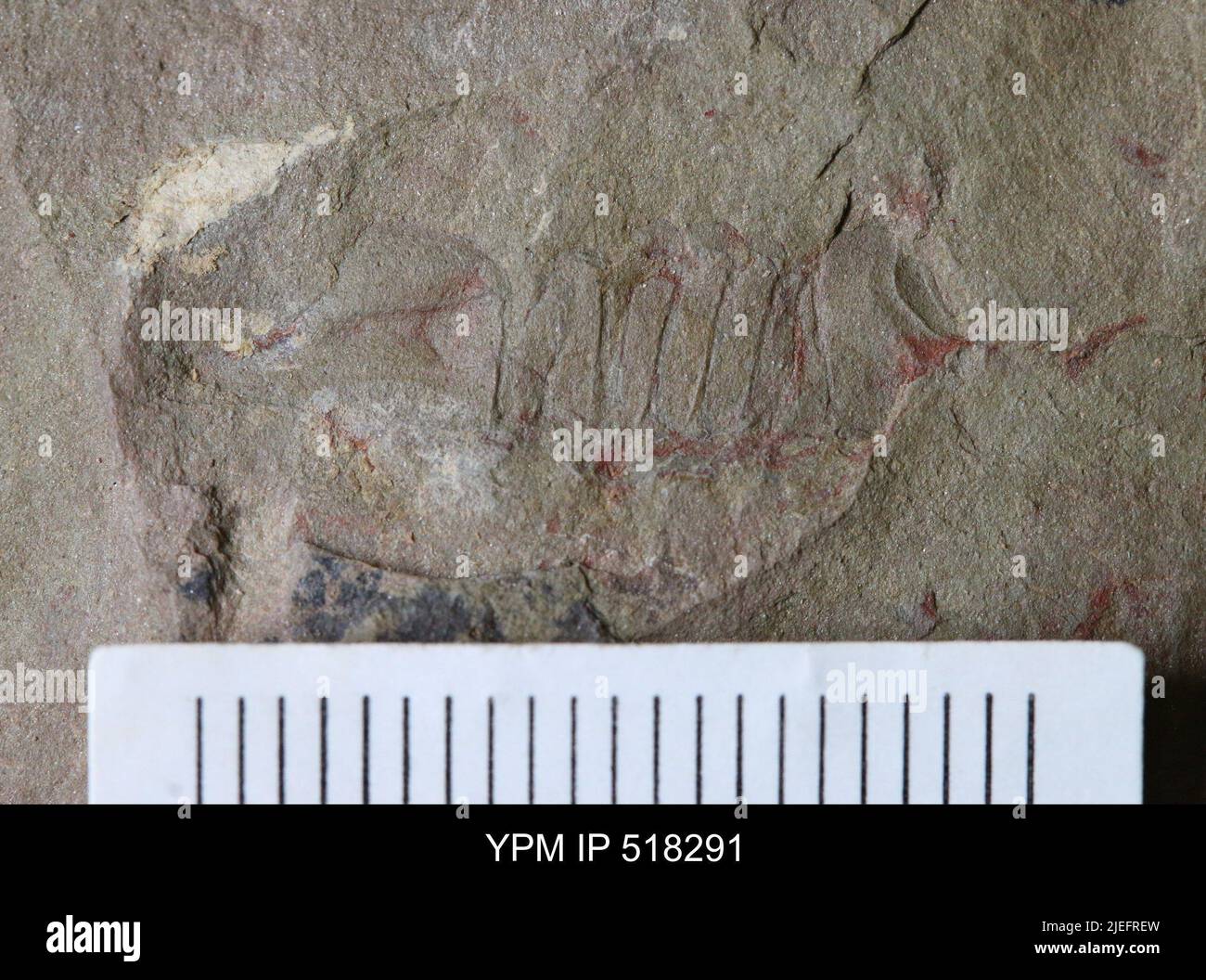 Thelxiope sp. Stockfoto