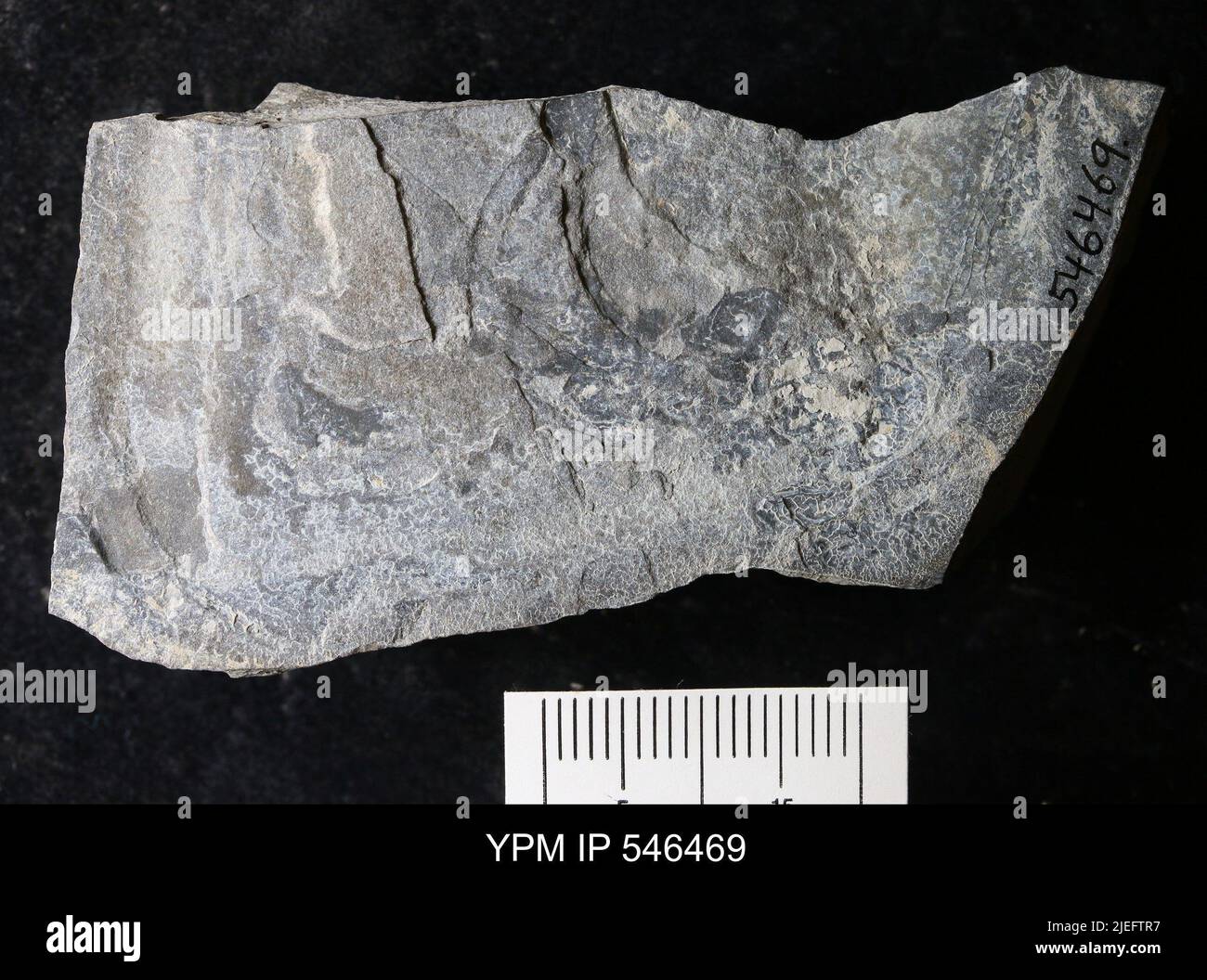 Eurypterida. Stockfoto