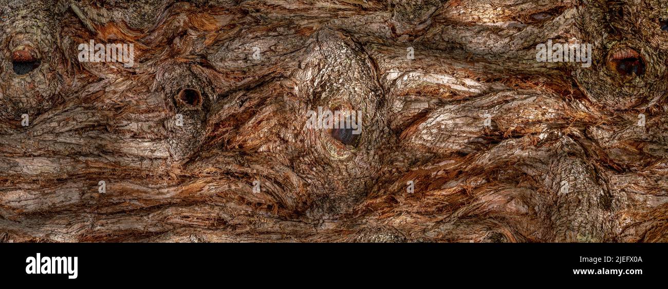 Panorama-Nahaufnahme der abstrakten rauen Rinde eines Mammutbaums Stockfoto