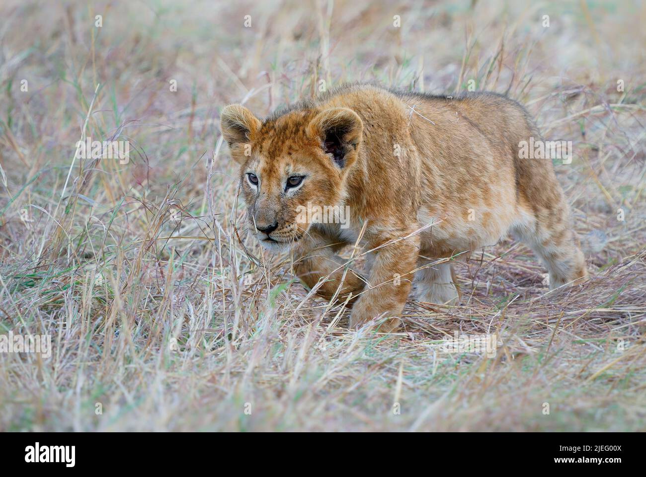 Löwenkätzchen spielen im Masai Mara National Park in Kenia Afrika im Busch. Löwe - Panthera löwe König der Tiere, die größte afrikanische Katze, kleines Junge Stockfoto