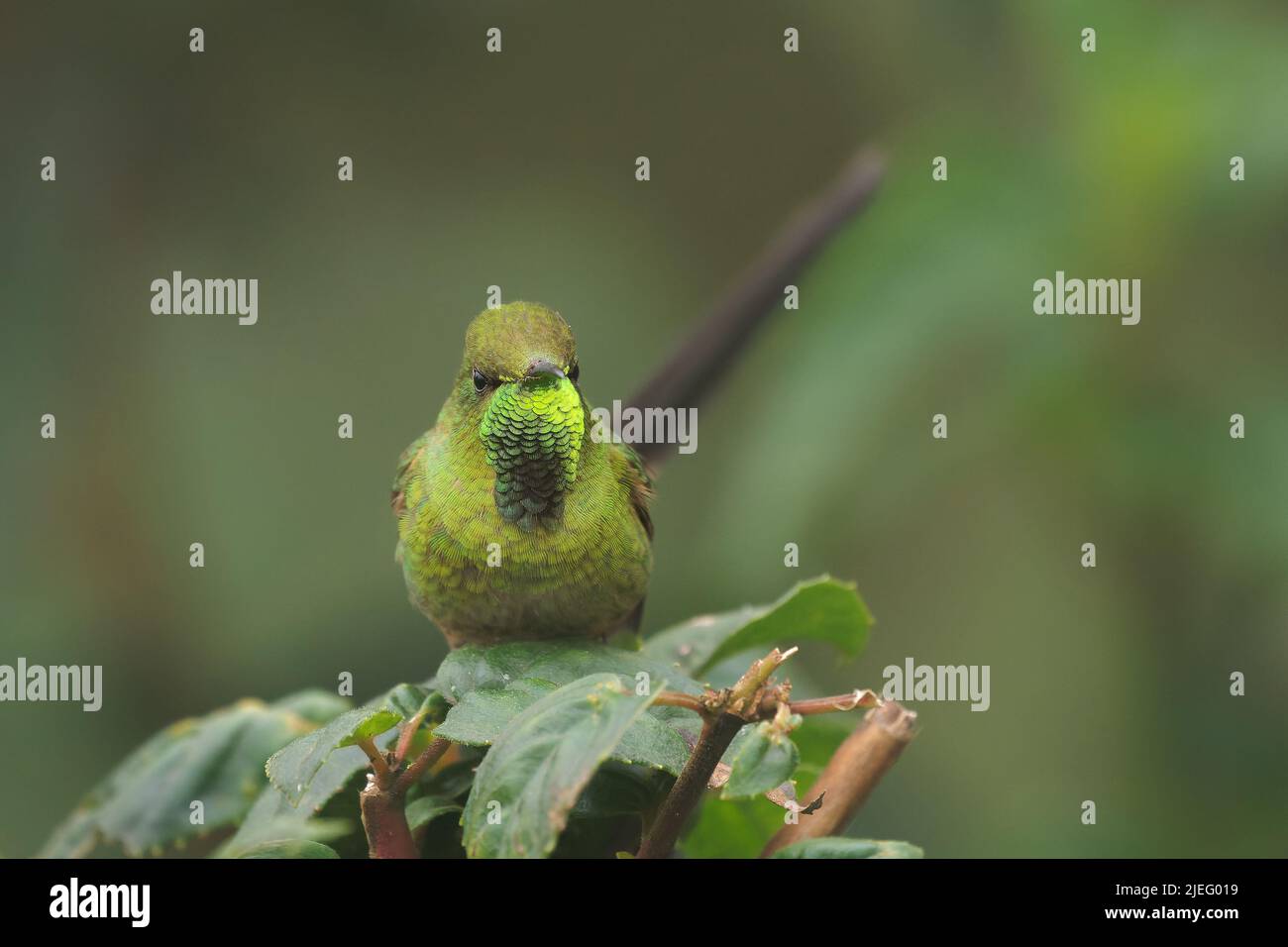 Schwarzschwanz-Zugträger - Lesbia victoriae Kolibri in den Tropilidae, in den Höhenlagen in Kolumbien, Ecuador und Peru, sind Lebensräume subtropisch oder t Stockfoto