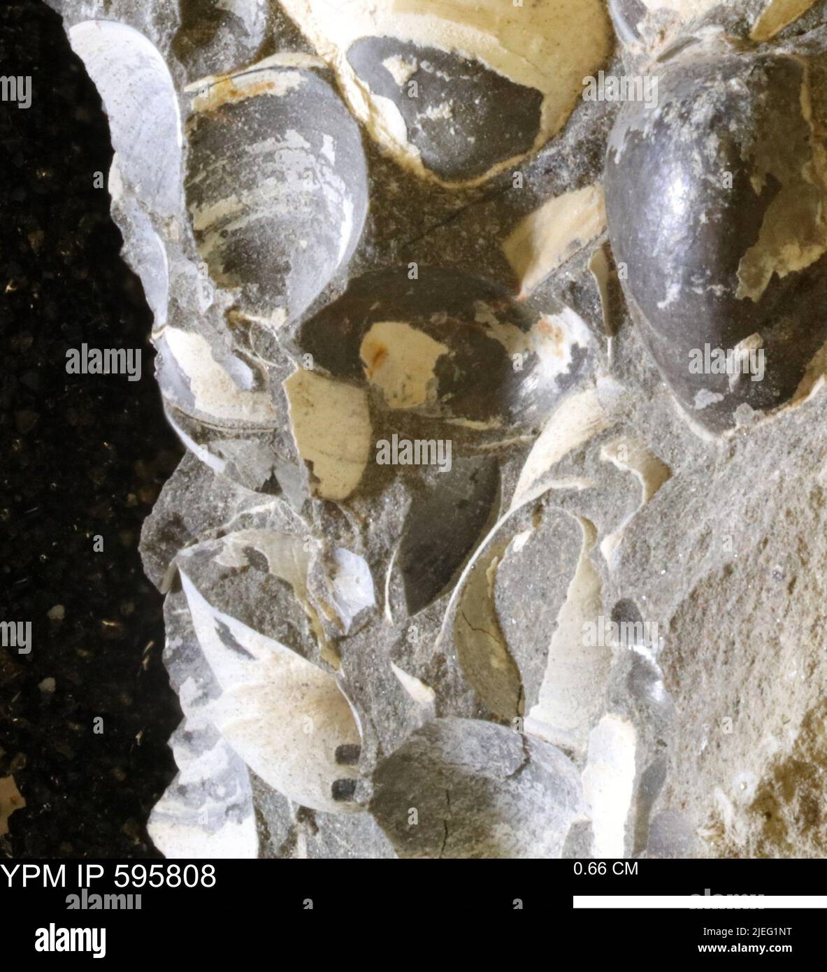 Protocardia sp animalia Fotos und Bildmaterial in hoher Auflösung Alamy