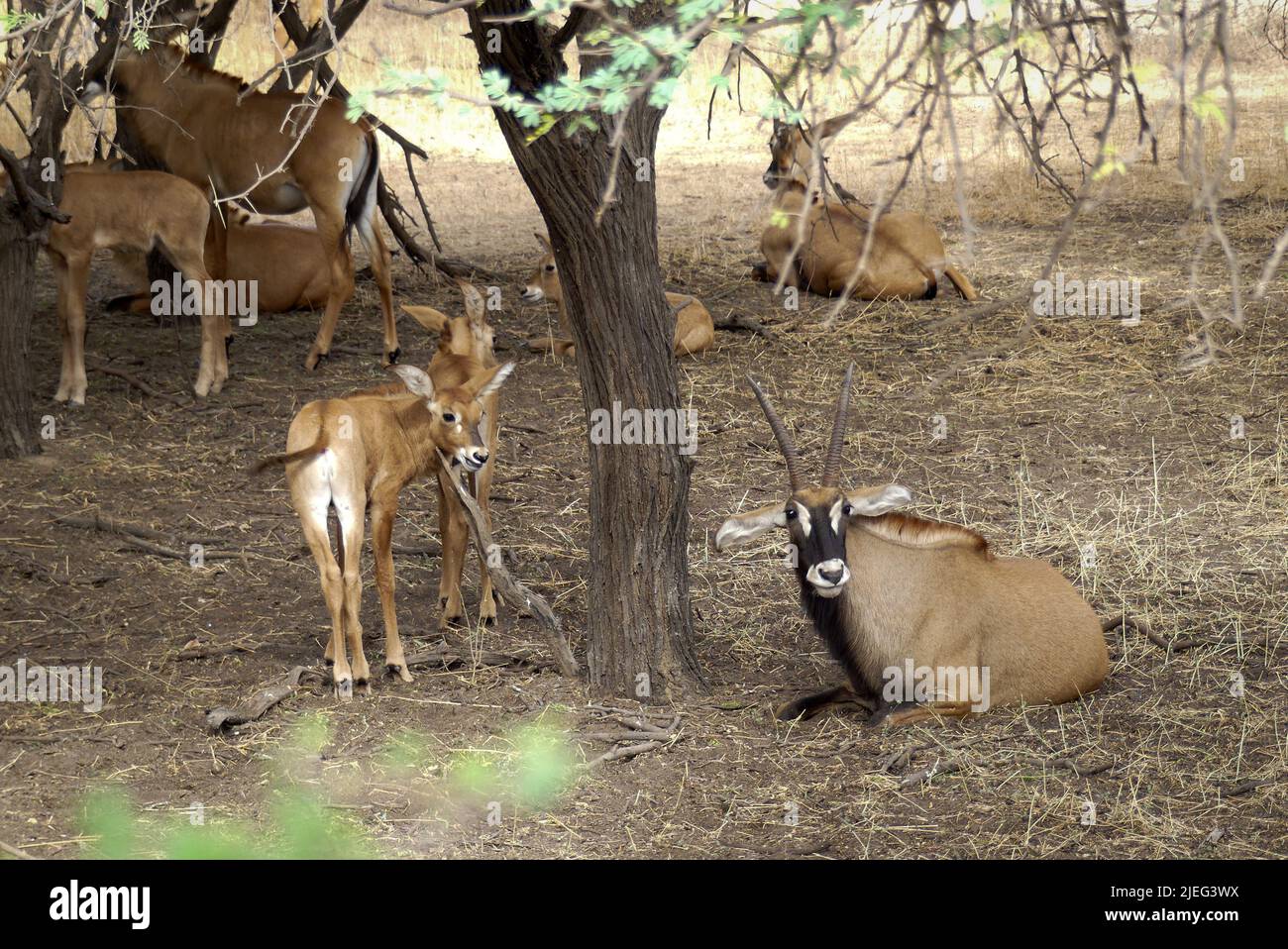 Herde von Gazellen, junge und ältere, im Bandia Reserve, einem Nationalpark von Senegal, Afrika, wurden Wildtiere und gefährdete Tiere geschützt. Stockfoto