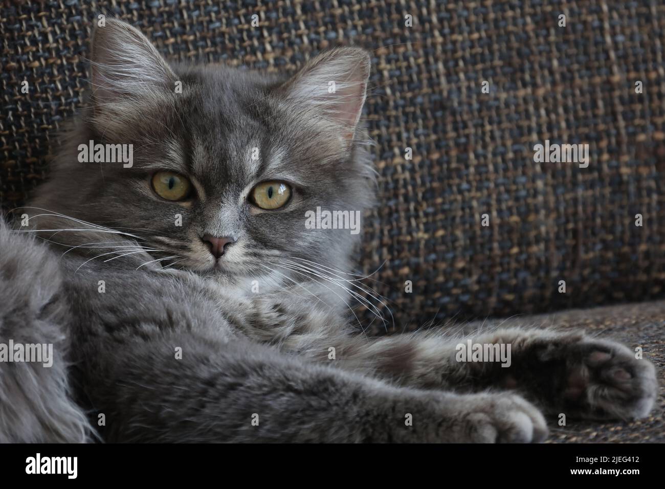 Eine kleine Katze liegt bequem auf dem Sofa Stockfoto