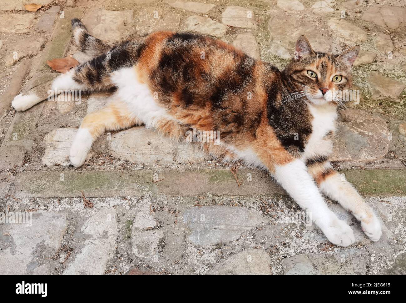 Porträt einer europäischen Katze, die sich in der Gasse von Spello entspannt Stockfoto