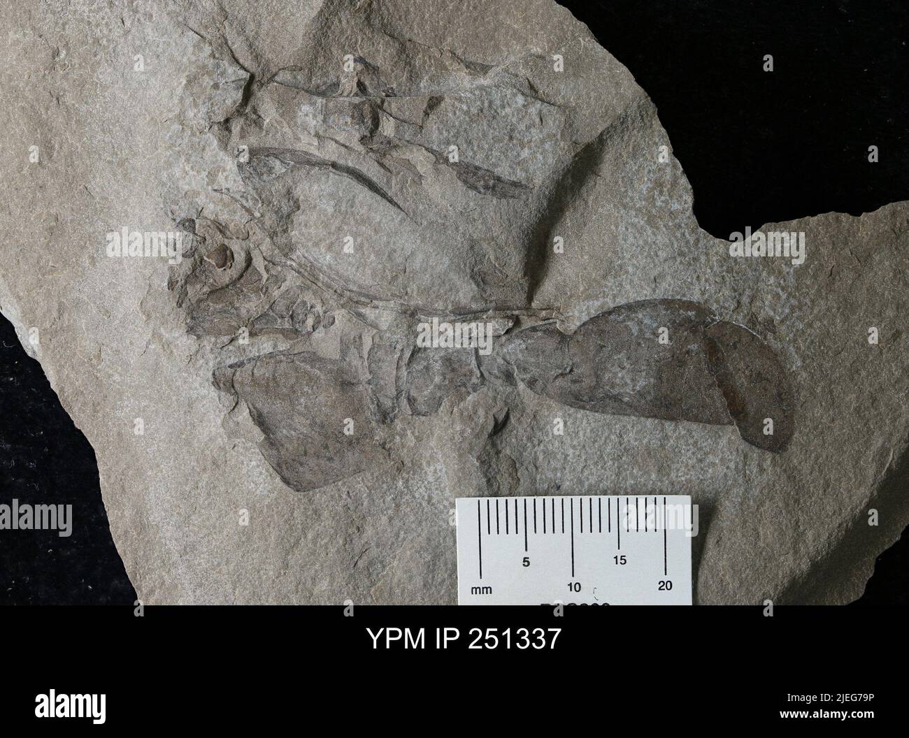 Eurypterida. Stockfoto