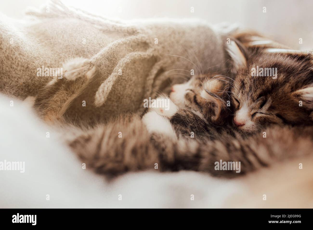 Kleine niedliche Kätzchen schlafen in einer Umarmung, die mit einer Decke bedeckt ist. Lichteffekt. Süße Katzen umarmen sich gegenseitig. Ich liebe und schütze Haustiere. Tierschutz und Tierpflege. Hochwertige Fotos Stockfoto