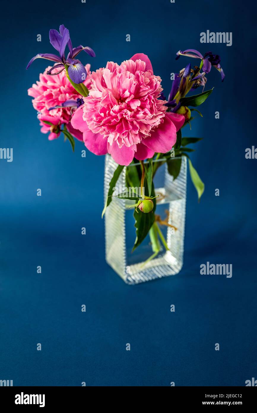 Flauschig üppiger Blütenstand rosa Pfingstrose mit Iris, Bouquet in Glasvase auf blauem Hintergrund, Stillleben. Stockfoto