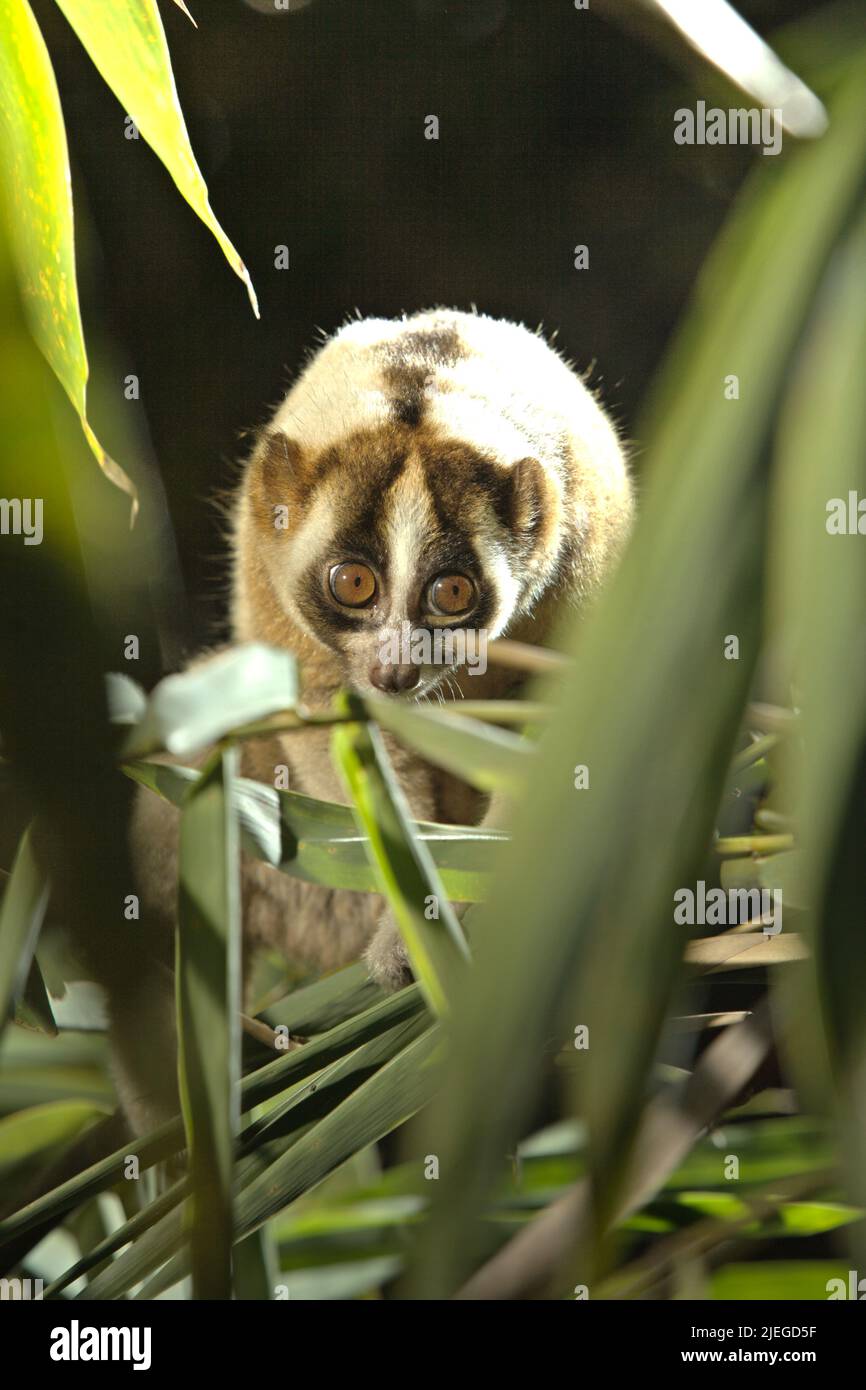 Ein wilder Javaner-Langsamloris (Nycticebus javanicus) – ein nächtlicher, vom Aussterben bedrohter Primat, der auf der Insel Java endemisch ist – wird bei Tageslicht in einer kontrollierten Umgebung in seinem natürlichen Lebensraum Sumedang, West Java, Indonesien, fotografiert. Die Art ist durch den Handel mit Wildtieren und den Verlust von Lebensräumen bedroht. Die Internationale Union zur Erhaltung der Natur (IUCN) listet javan-Langsamloris als vom Aussterben bedrohte Arten – nur einen Schritt vom Aussterben entfernt – in ihrer Roten Liste der bedrohten Arten auf. Stockfoto