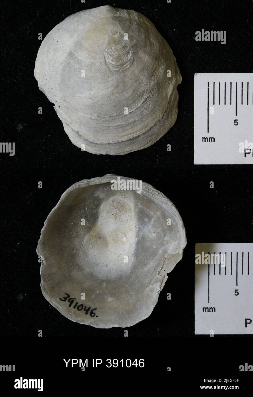 Anomia simplex d'Orbigny, 1853. Stockfoto