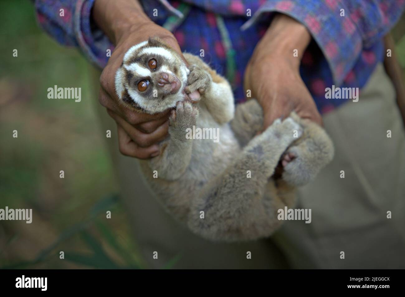 Ade Sopyan, ein Landwirt und ehemaliger SlowLorisJäger, der sich als