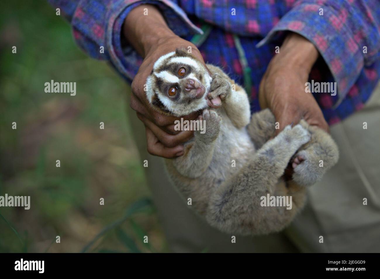 Ade Sopyan, ein Landwirt und ehemaliger Slow-Loris-Jäger, der sich als ...