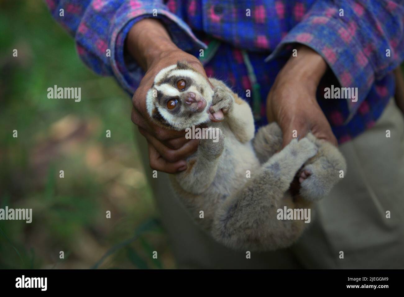 Ade Sopyan, ein Landwirt und ehemaliger Slow-Loris-Jäger, der sich als ...