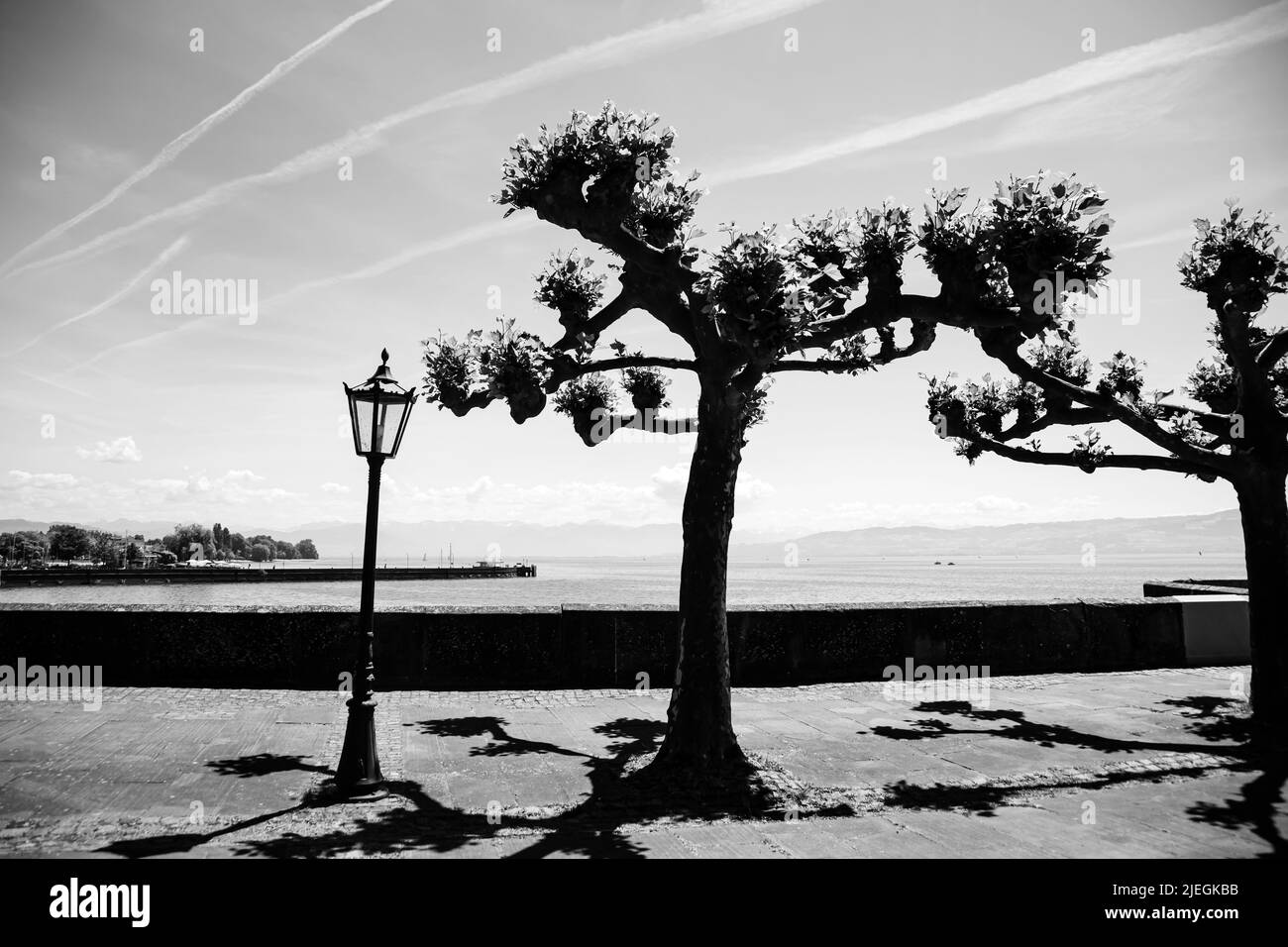 Schwarz-Weiß-Foto von platan-Bäumen auf der Bodensee-Seite Stockfoto