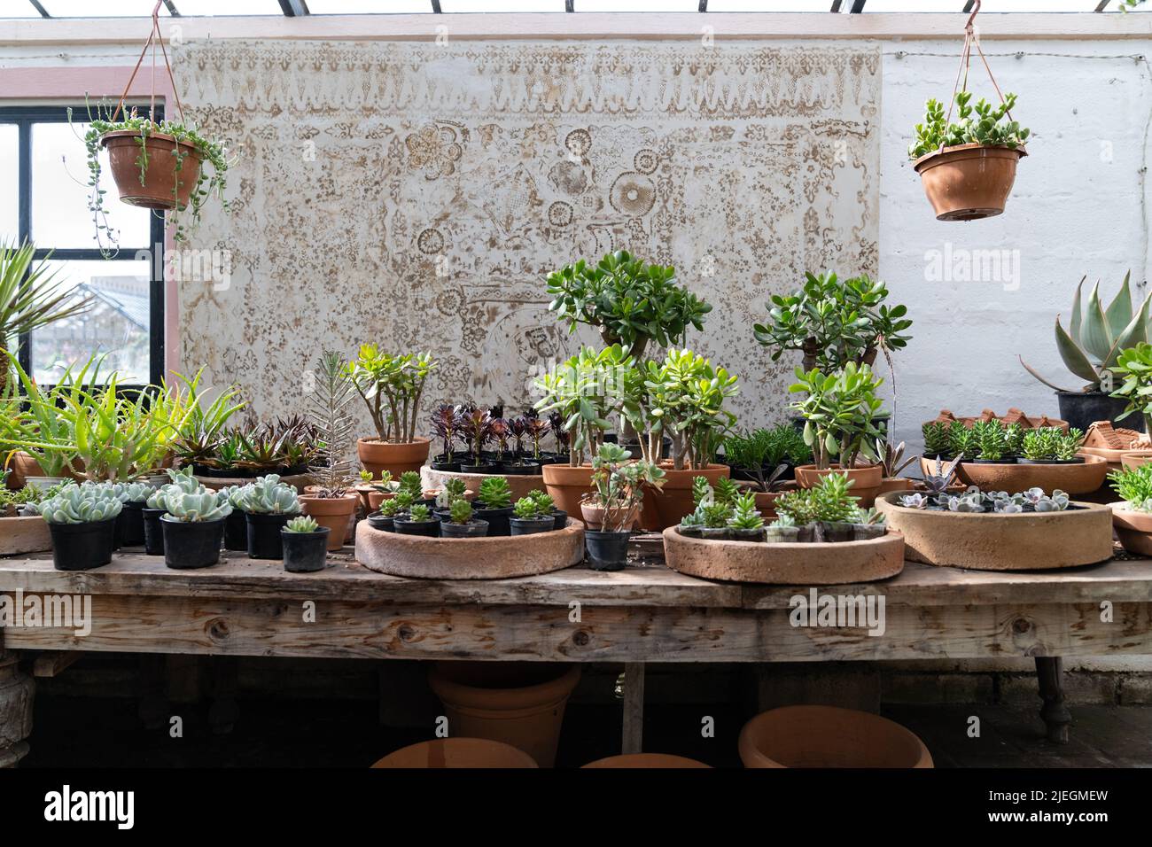 Gemütlicher Pflanzenladen mit Pflanzentöpfen auf Holzvitrine. Startseite floral Design Studio. Kleinunternehmen. Stockfoto