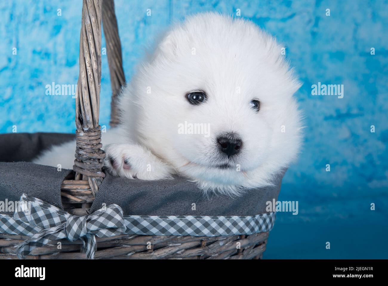 Weißer flauschiger kleiner Samoyed Welpenhund sitzt im Korb auf blauem Hintergrund Stockfoto