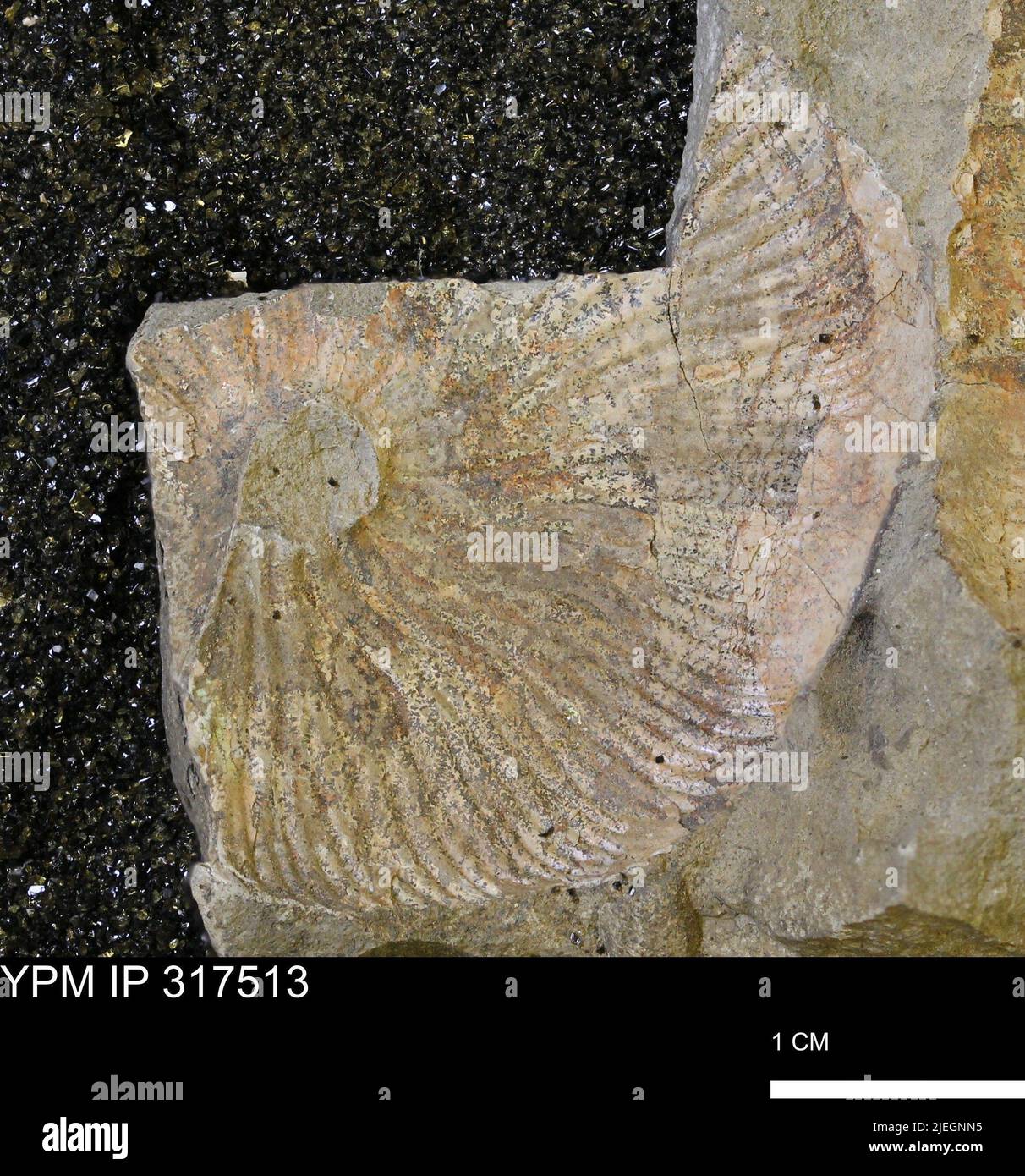 Scaphitidae. Stockfoto