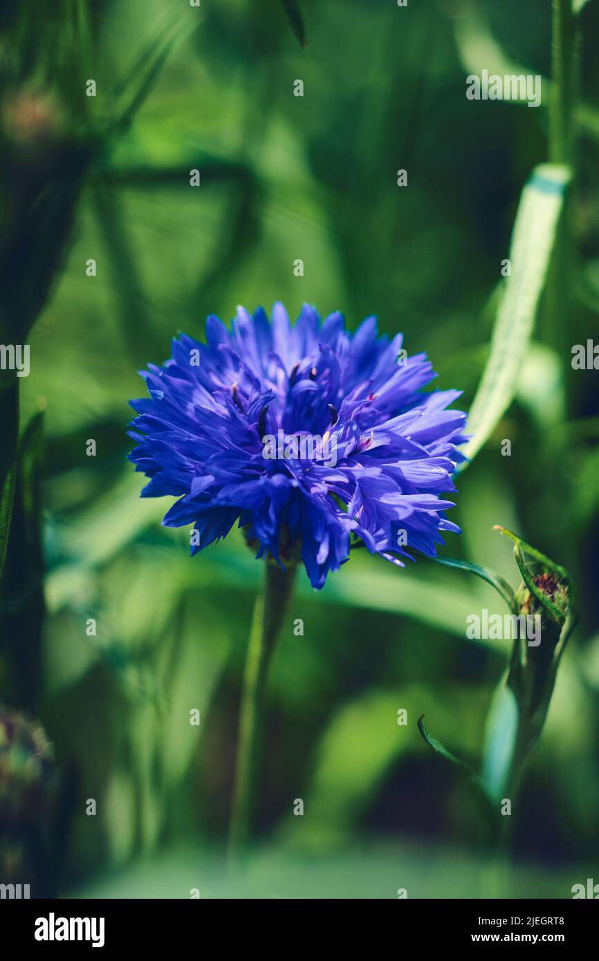 Blaue Kornblume im grünen Gras. Hochwertige Fotos Stockfoto