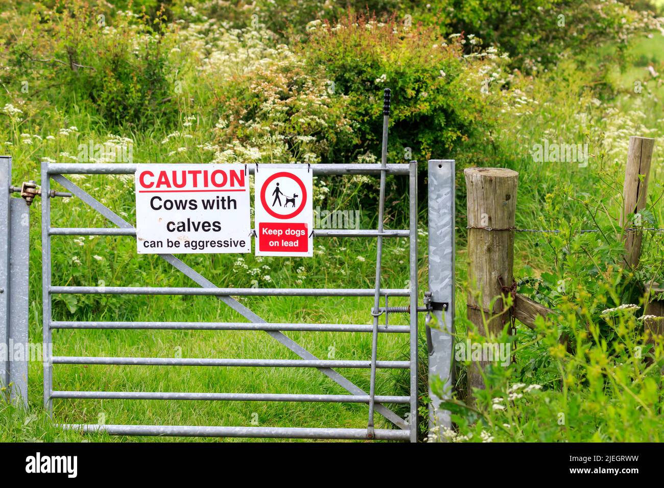 Metallfußweg Tor mit einem Warnschild Warnung vor Kühen mit Kalb und halten Hunde an der Leine Stockfoto