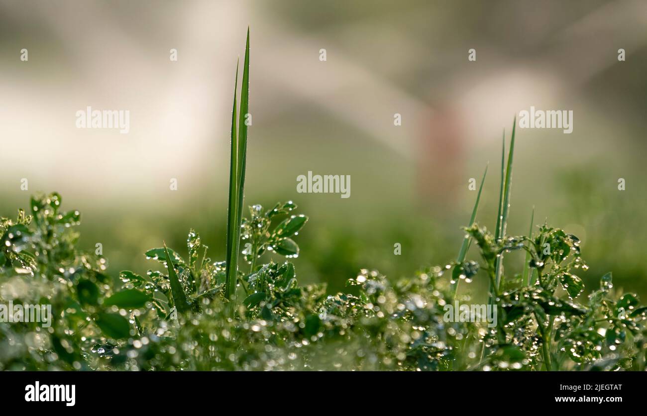Bild von Pflanzen über Wasser mit selektivem Fokus aufgenommen. Stockfoto