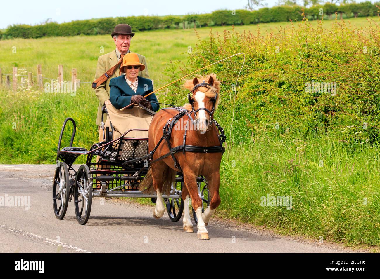 Glencaple, Schottland - 5. Juni 2022 : Chestnut Welsh Pony mit 4 weißen Strumpf zieht eine blaze4 Rädern Marathonwagen von einer Dame und einem Gent gefahren Stockfoto
