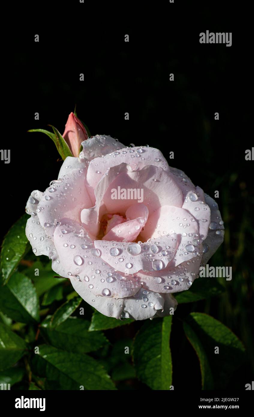 Blassrosa Rose mit Sommertau auf den Blütenblättern im Garten Stockfoto