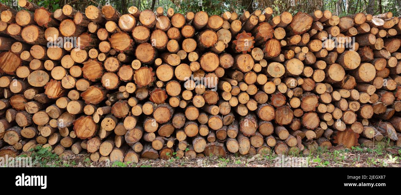 Holzlager, Baumstämme gestapelt Hintergrundstruktur. Brennholz Vorrat im Wald. Rundstämme in Sägewerk, Forstwirtschaft geschnitten Stockfoto