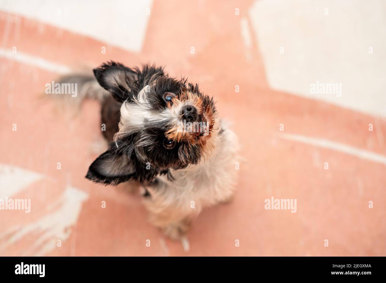 Porträt des niedlichen yorkie aus dem hohen Winkel aufgenommen Stockfoto