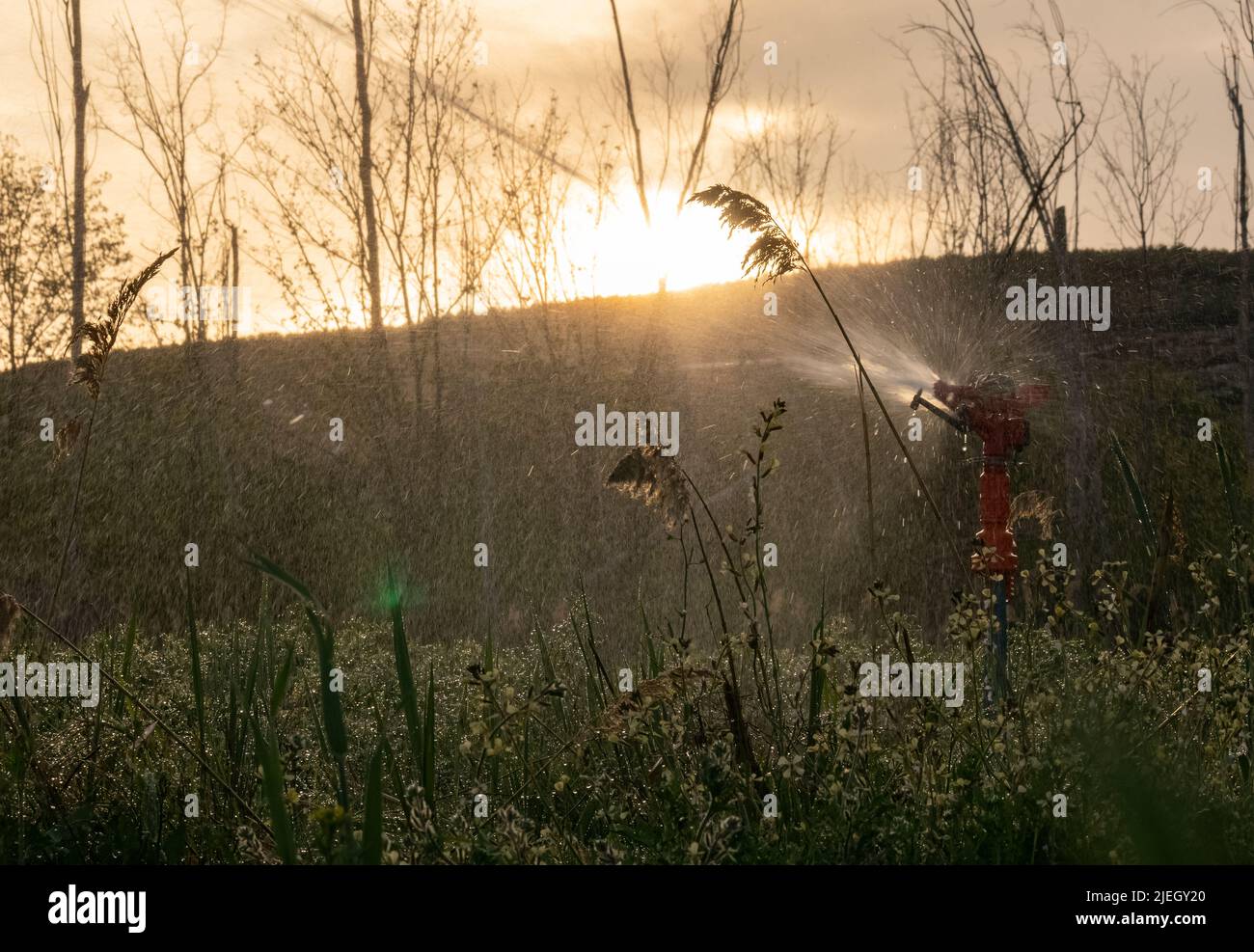 Bewässerung bei Sonnenuntergang mit selektivem Fokus. Stockfoto